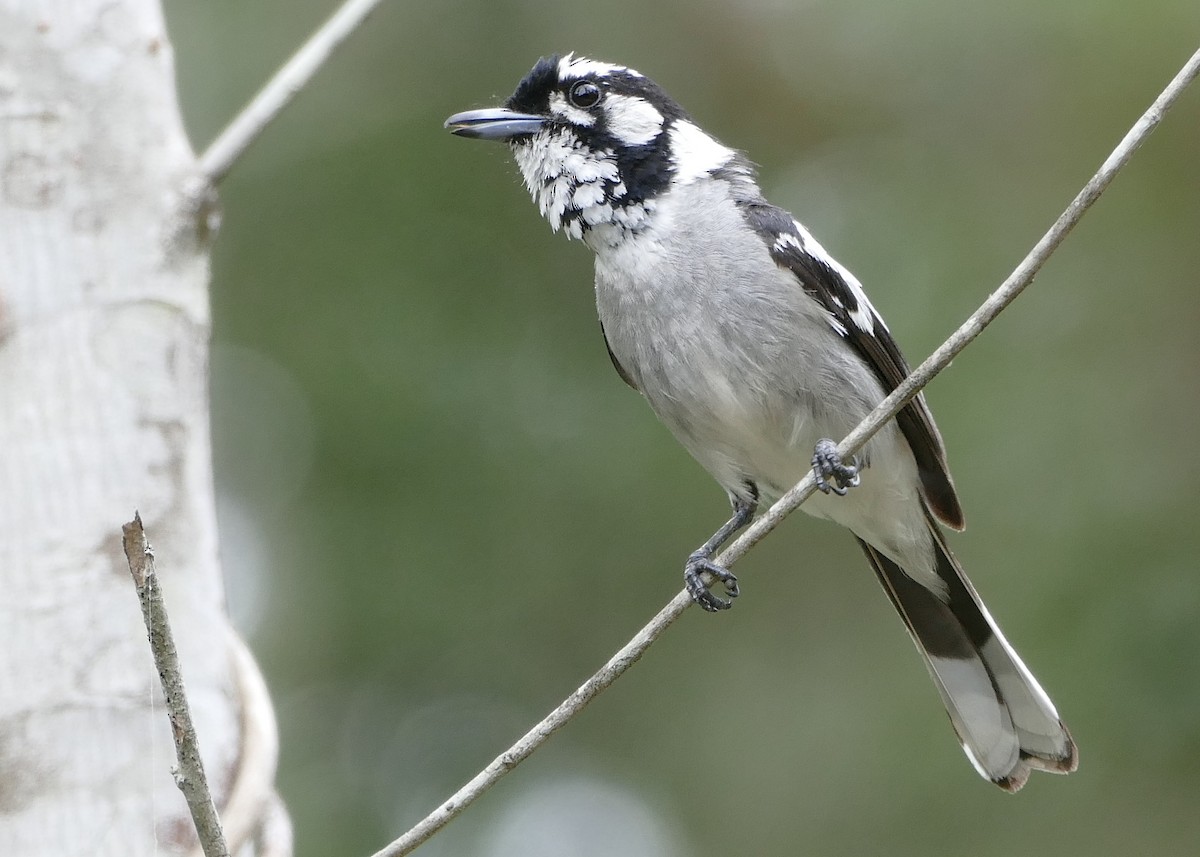 White-eared Monarch - ML22755741