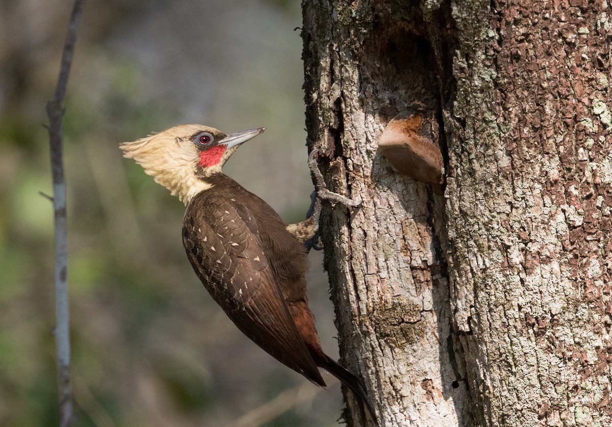 Pale-crested Woodpecker - John Sterling
