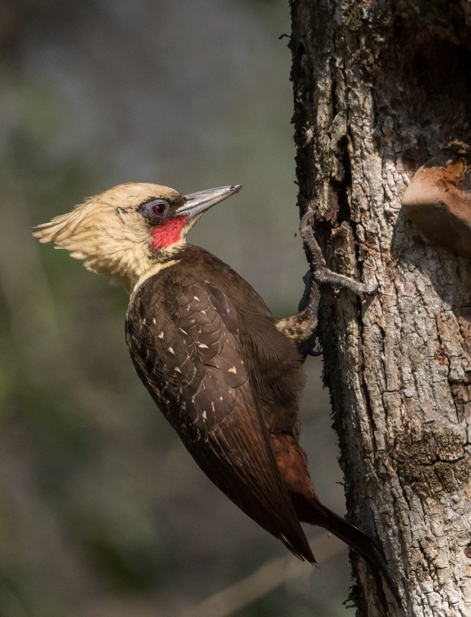 Pale-crested Woodpecker - John Sterling
