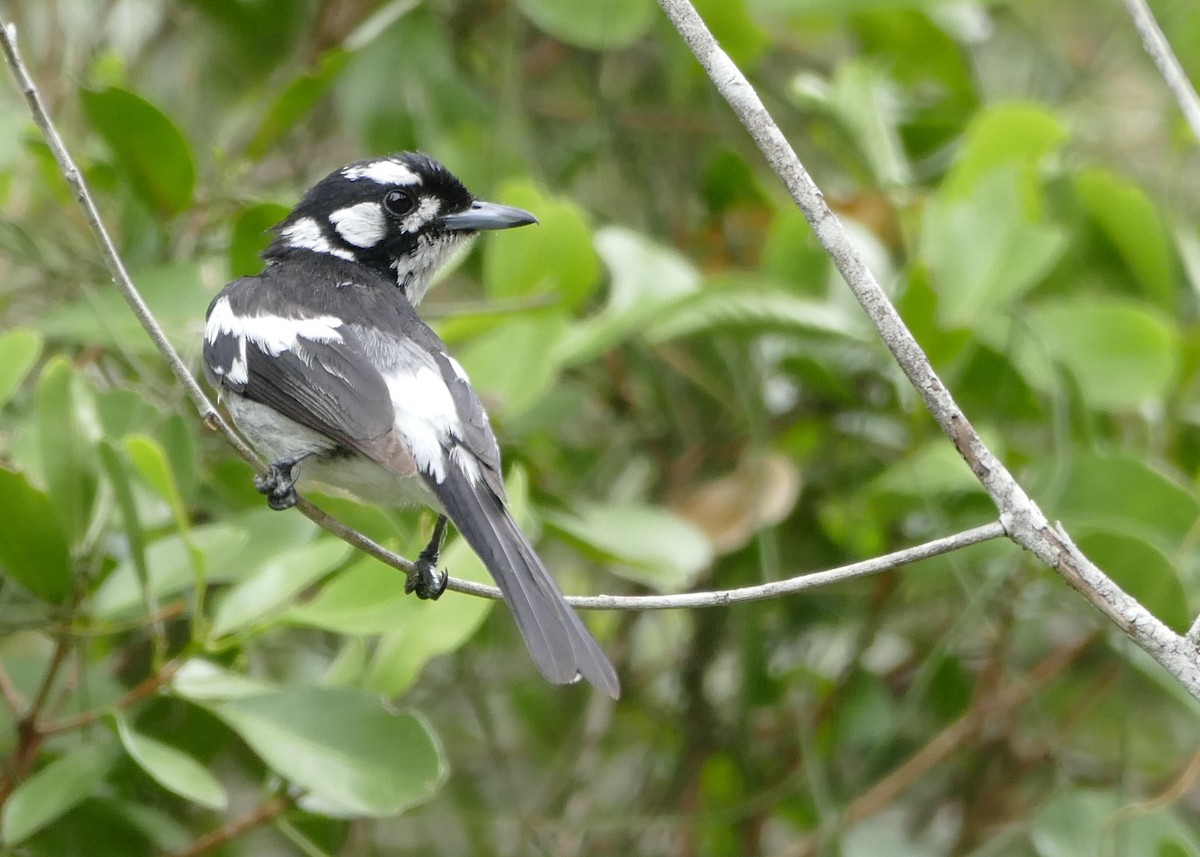 White-eared Monarch - ML22755781