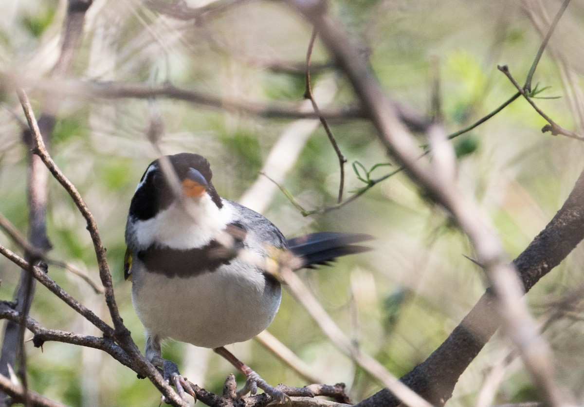 Saffron-billed Sparrow - ML227558461