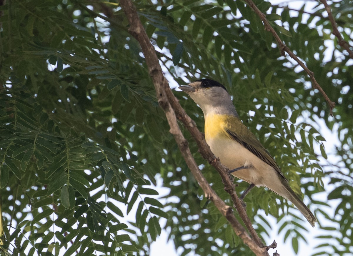 Green-backed Becard - John Sterling