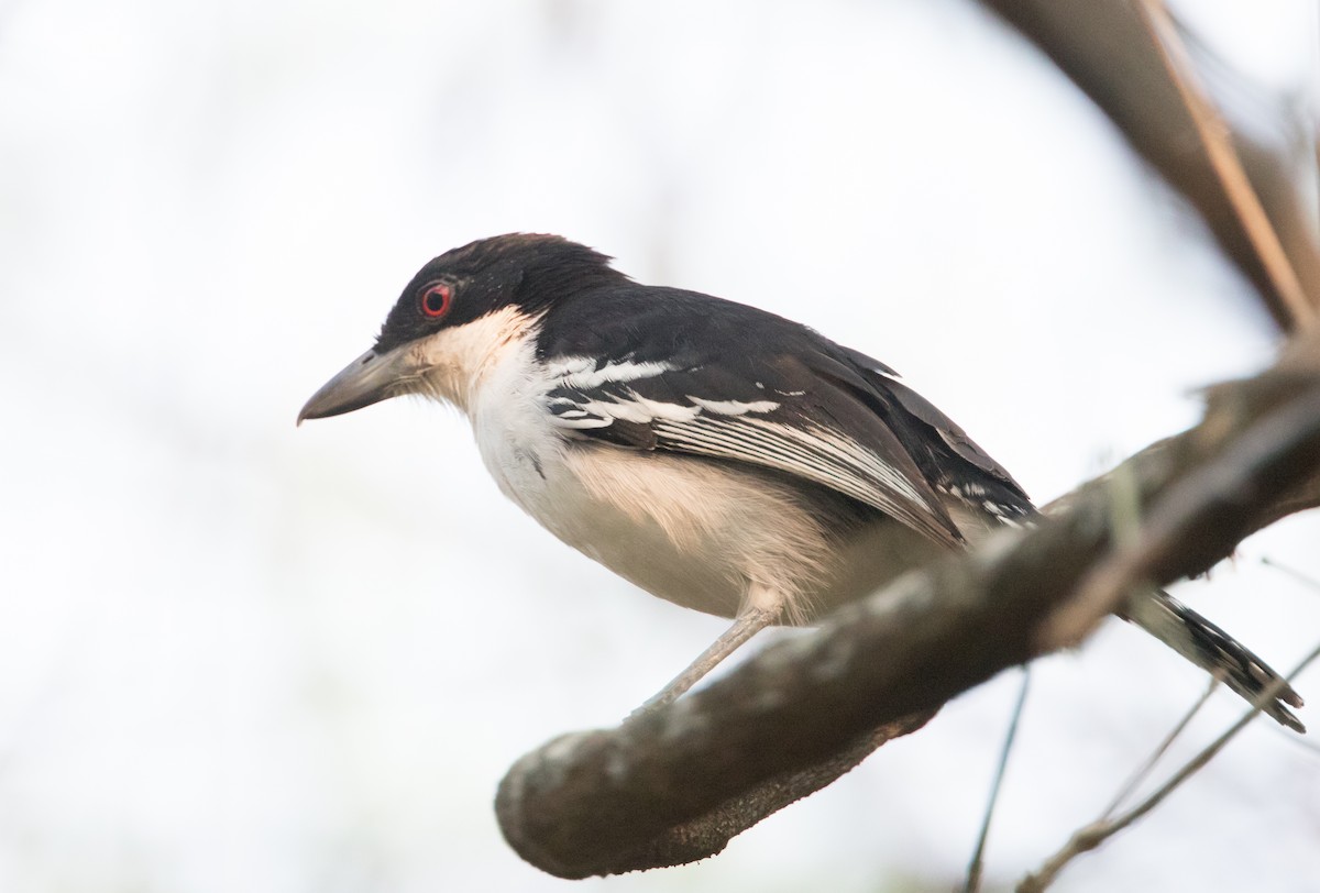 Great Antshrike - John Sterling