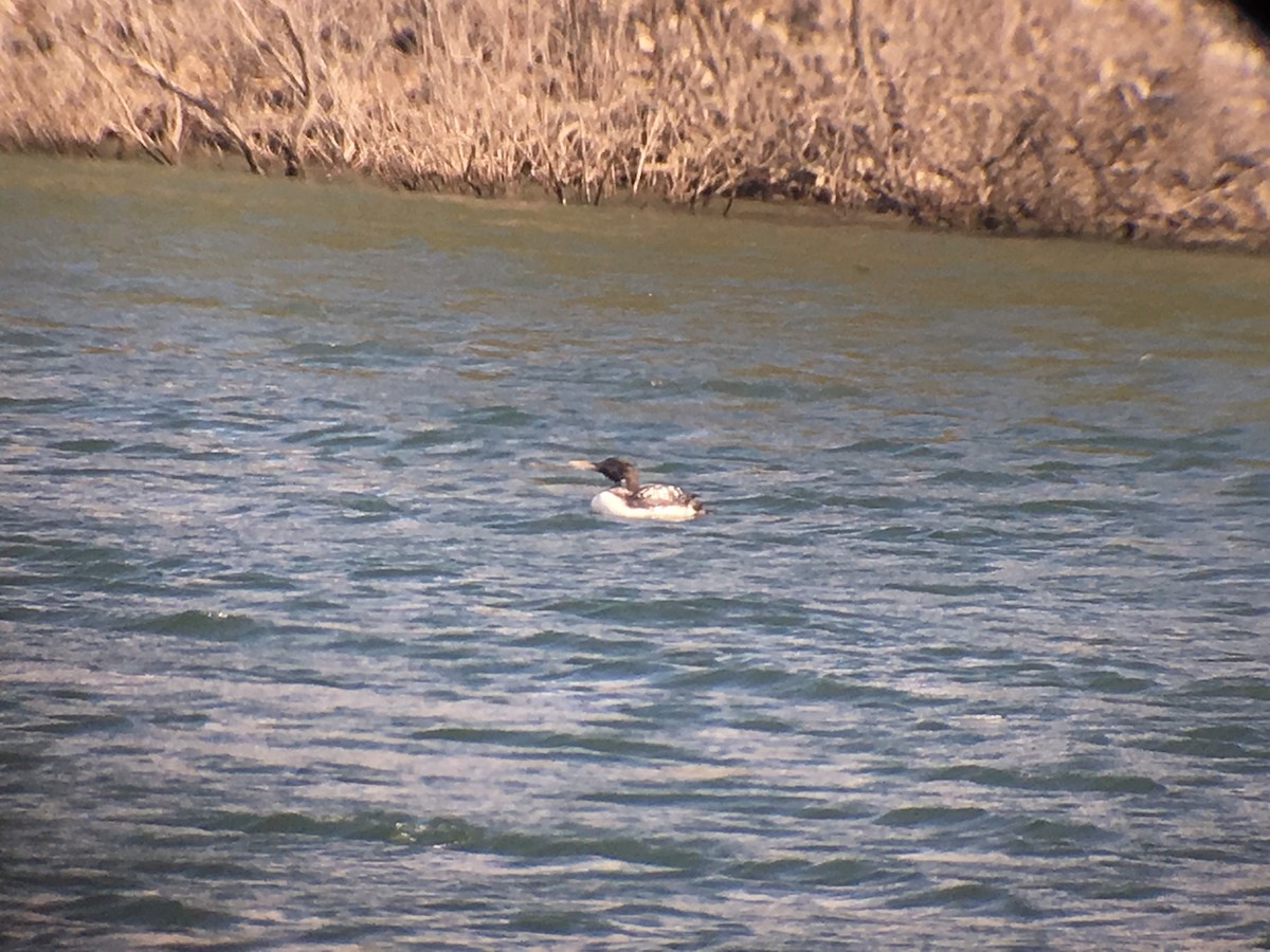 Yellow-billed Loon - ML227559911