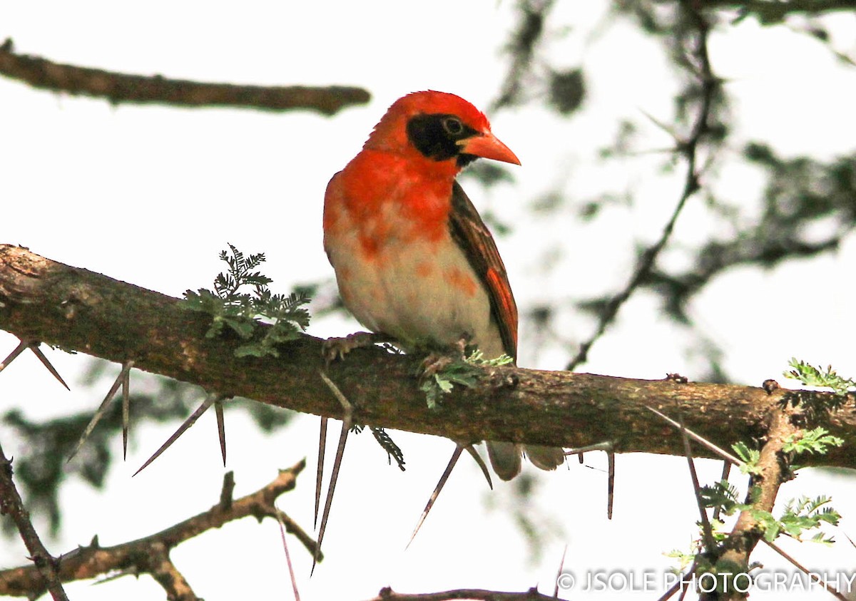 Red-headed Weaver - ML227560681