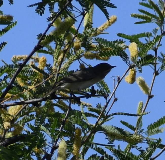 Warbling Vireo - ML227563121