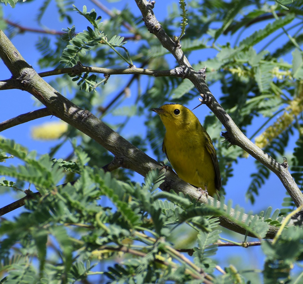 Wilson's Warbler - ML227563341