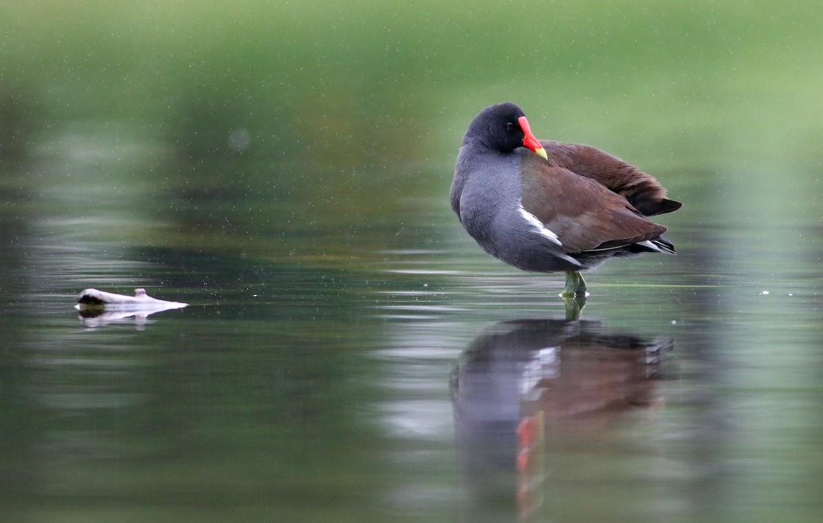 Common Gallinule - Alex Wiebe