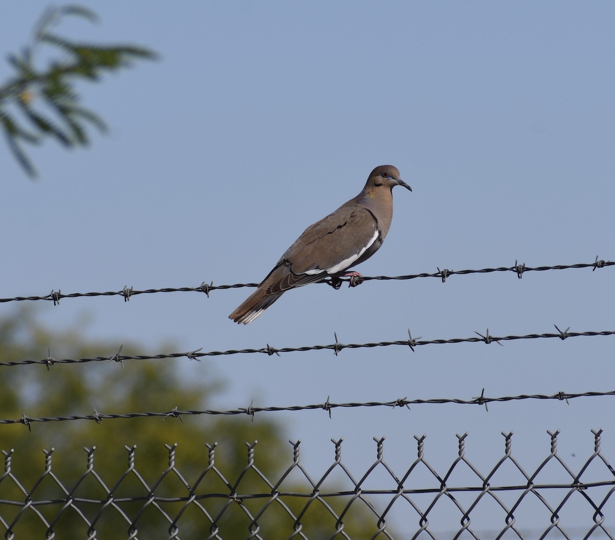 White-winged Dove - ML227563971