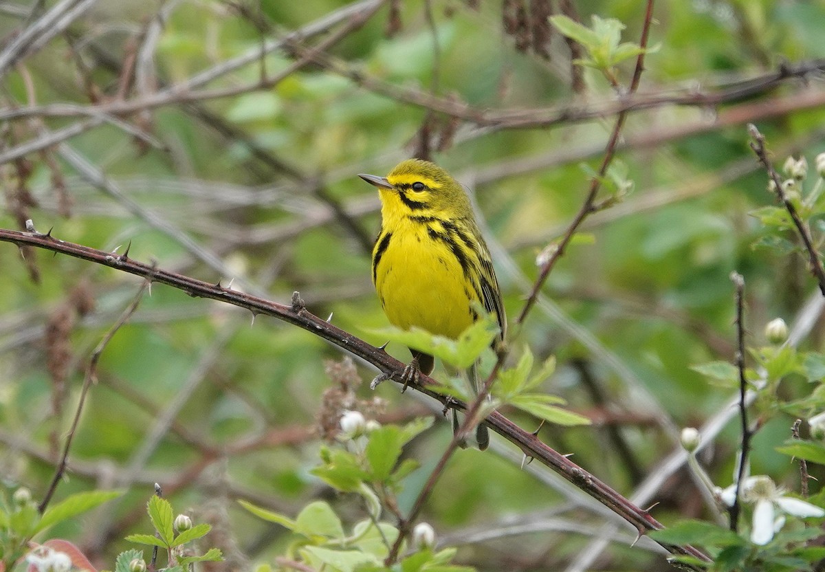 Prairie Warbler - ML227565141