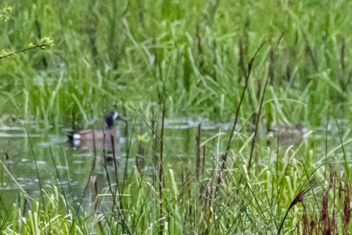 Blue-winged Teal - ML227565181