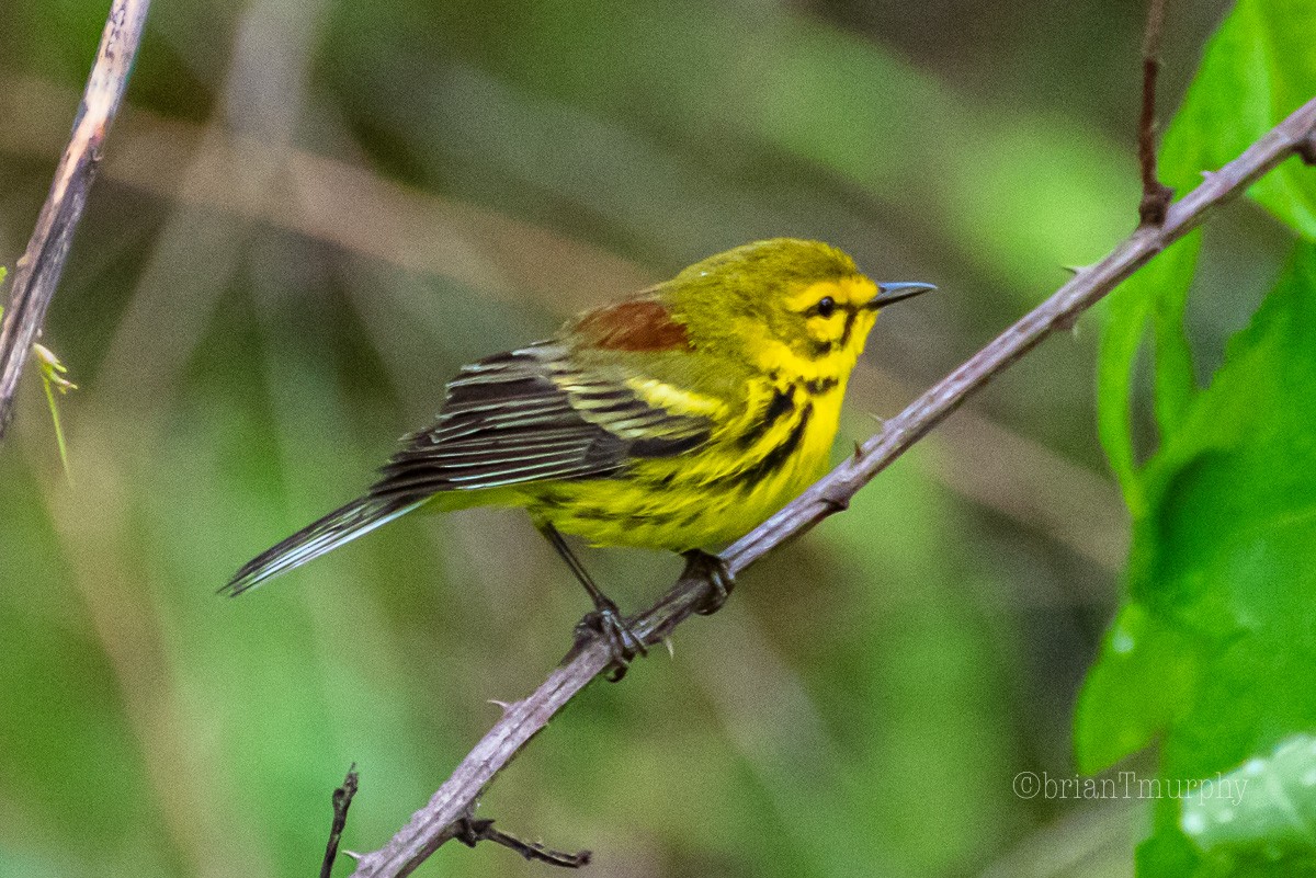 Prairie Warbler - ML227565861