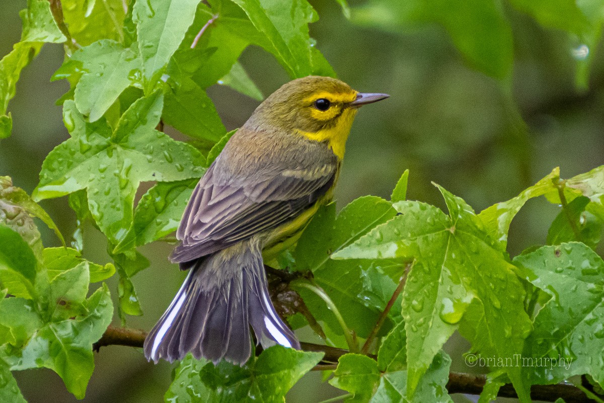 Prairie Warbler - ML227565901