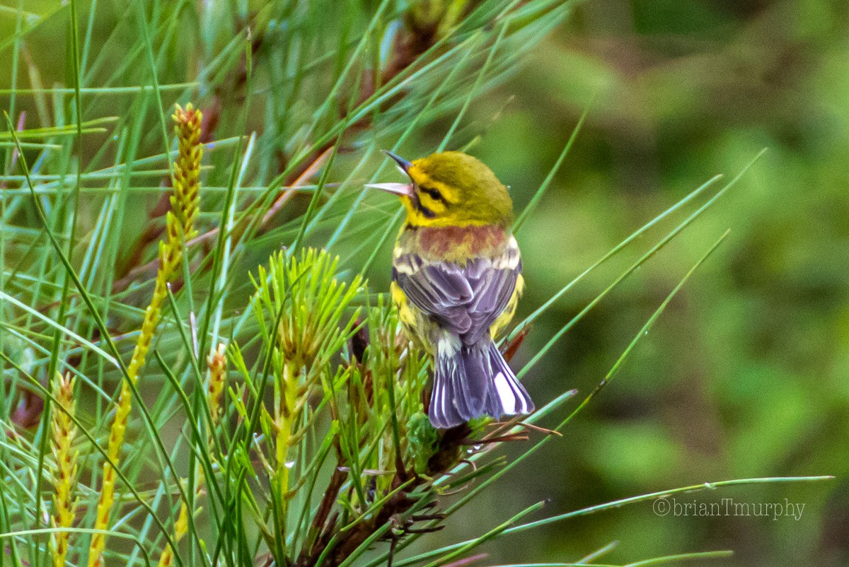 Prairie Warbler - ML227565921