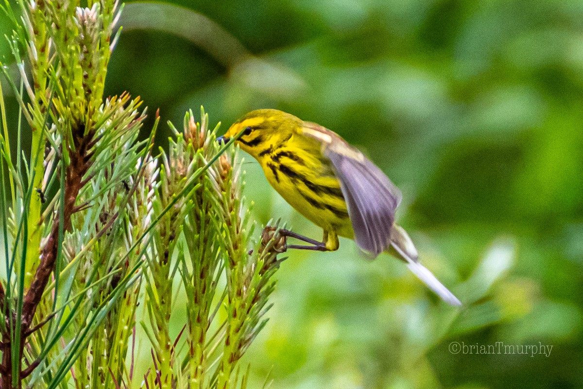 Prairie Warbler - ML227565981
