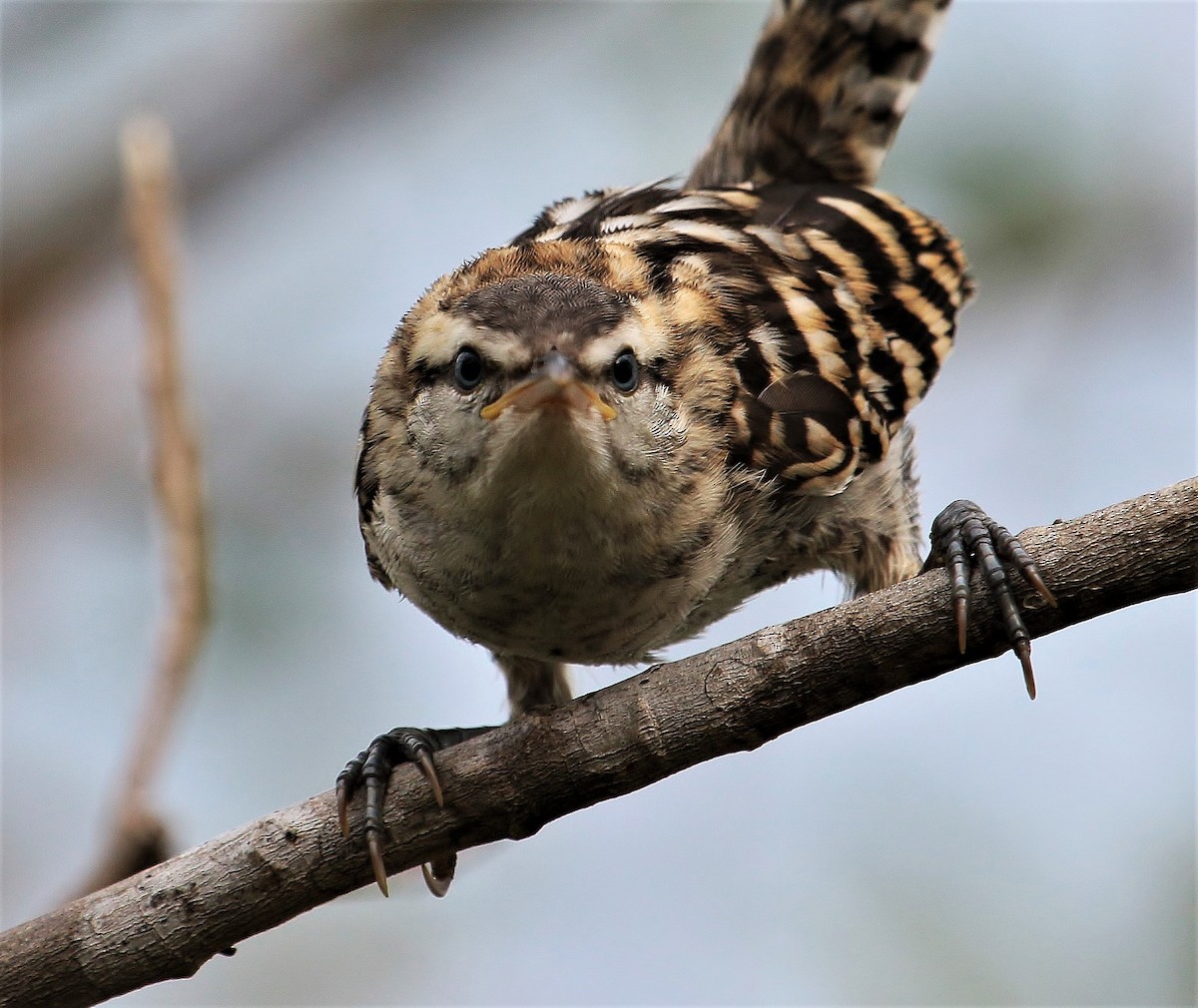 Stripe-backed Wren - ML227566171