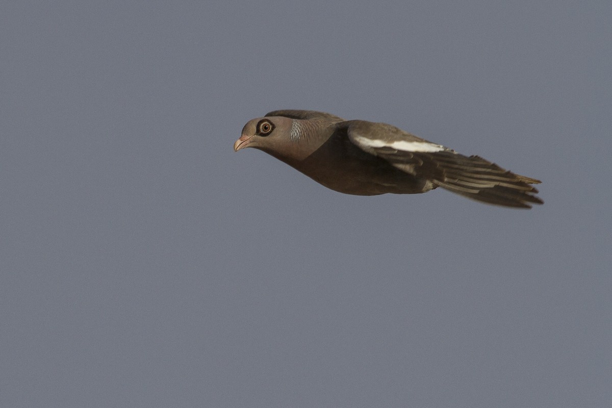 Bare-eyed Pigeon - ML227566261