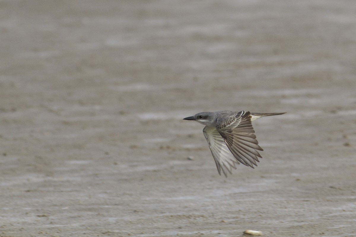 Gray Kingbird - ML227566331