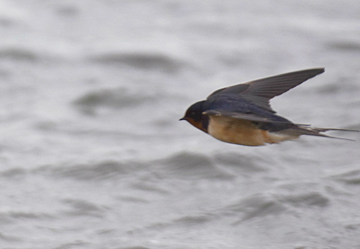 Golondrina Común - ML227566751