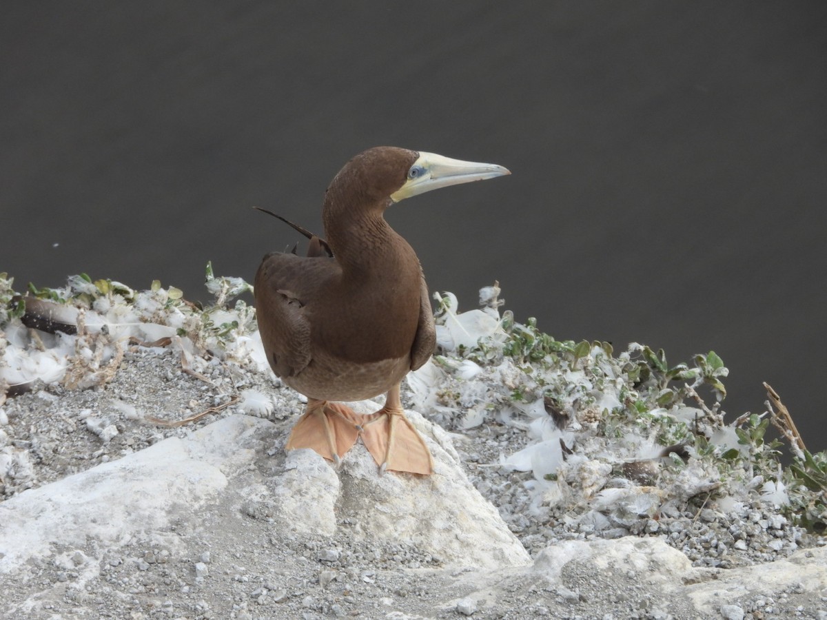 Brown Booby - ML227566821