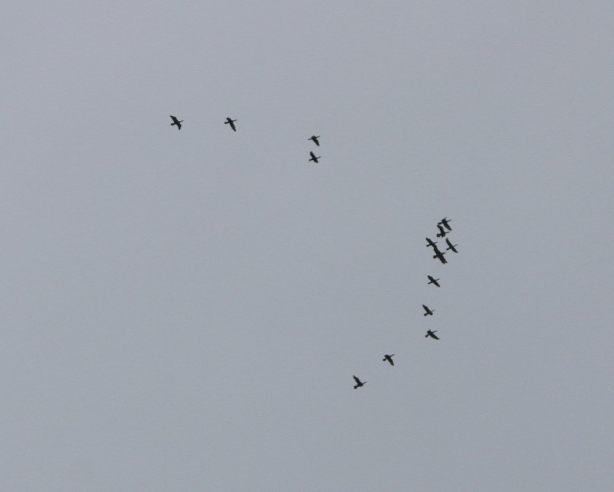 Double-crested Cormorant - ML227566911