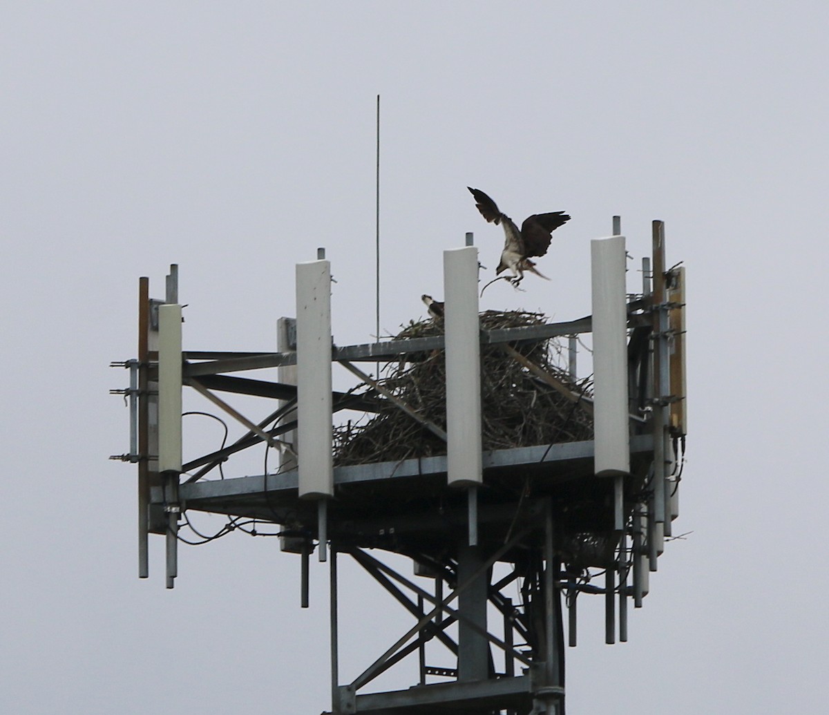 Águila Pescadora - ML227567001