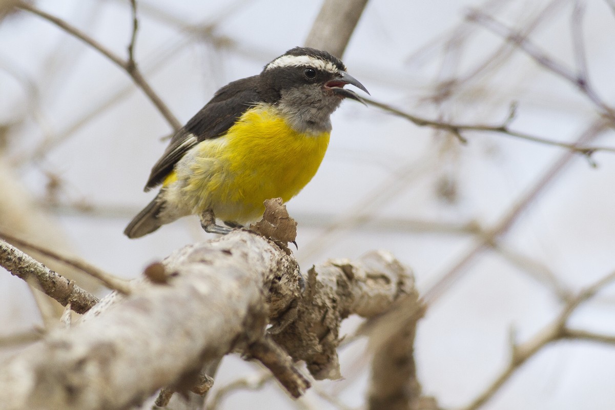 Bananaquit - ML227567031