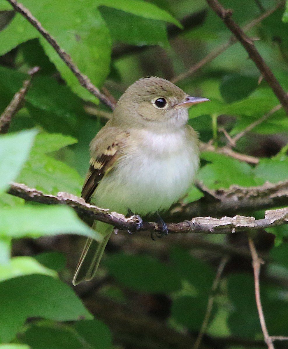 Empidonax sp. - Lori White