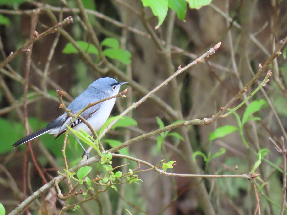 Blue-gray Gnatcatcher - ML227567311