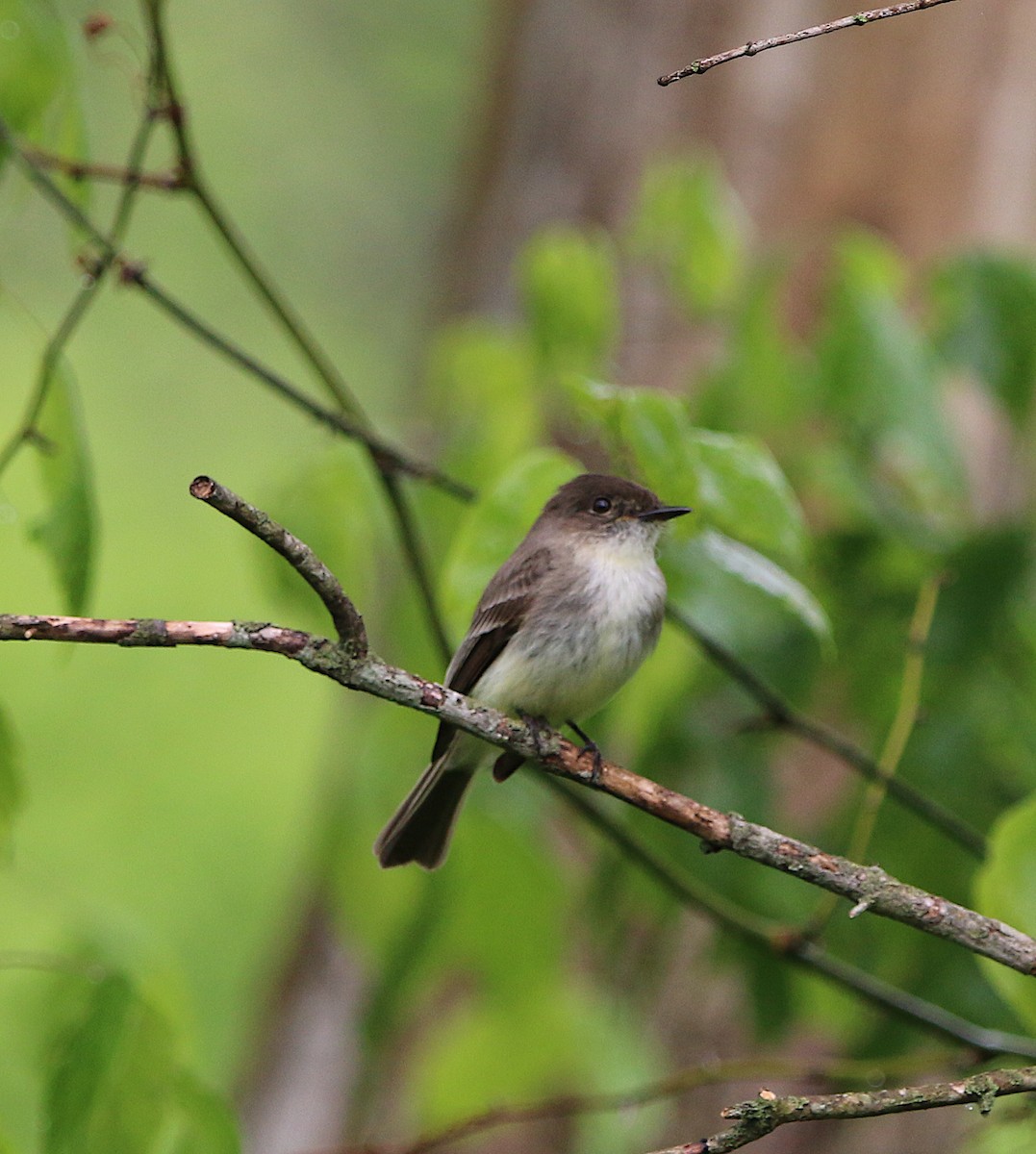 Eastern Phoebe - ML227567341