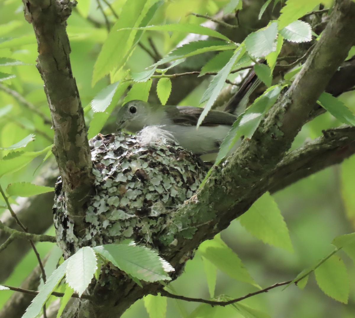 Blue-gray Gnatcatcher - ML227567451