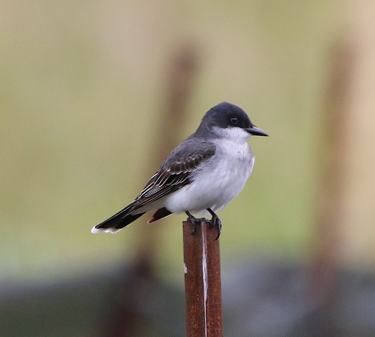 Eastern Kingbird - ML227567461