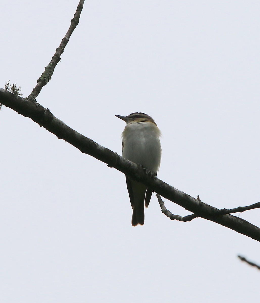 Vireo Ojirrojo - ML227567561