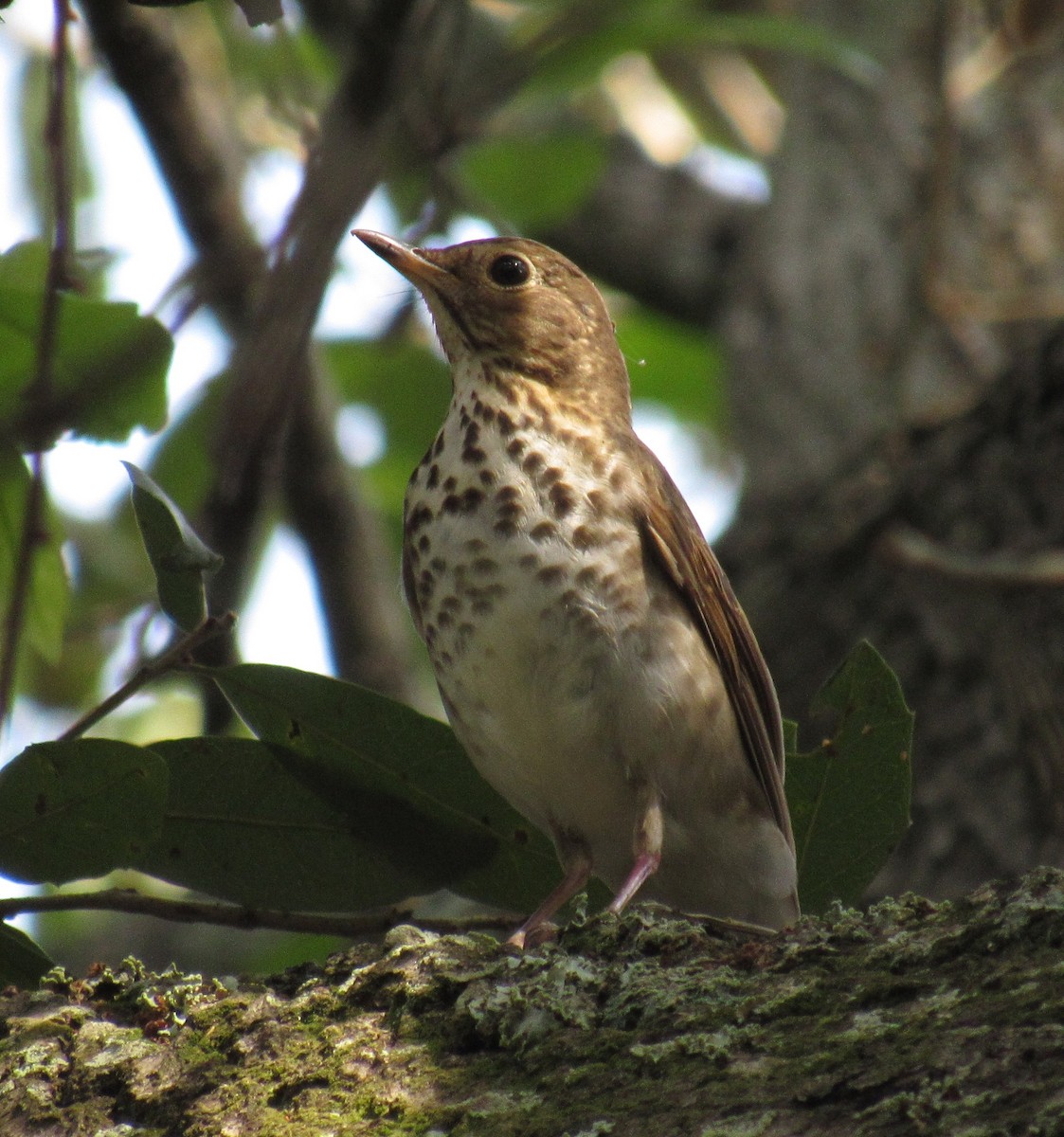 Swainson's Thrush - ML227567681