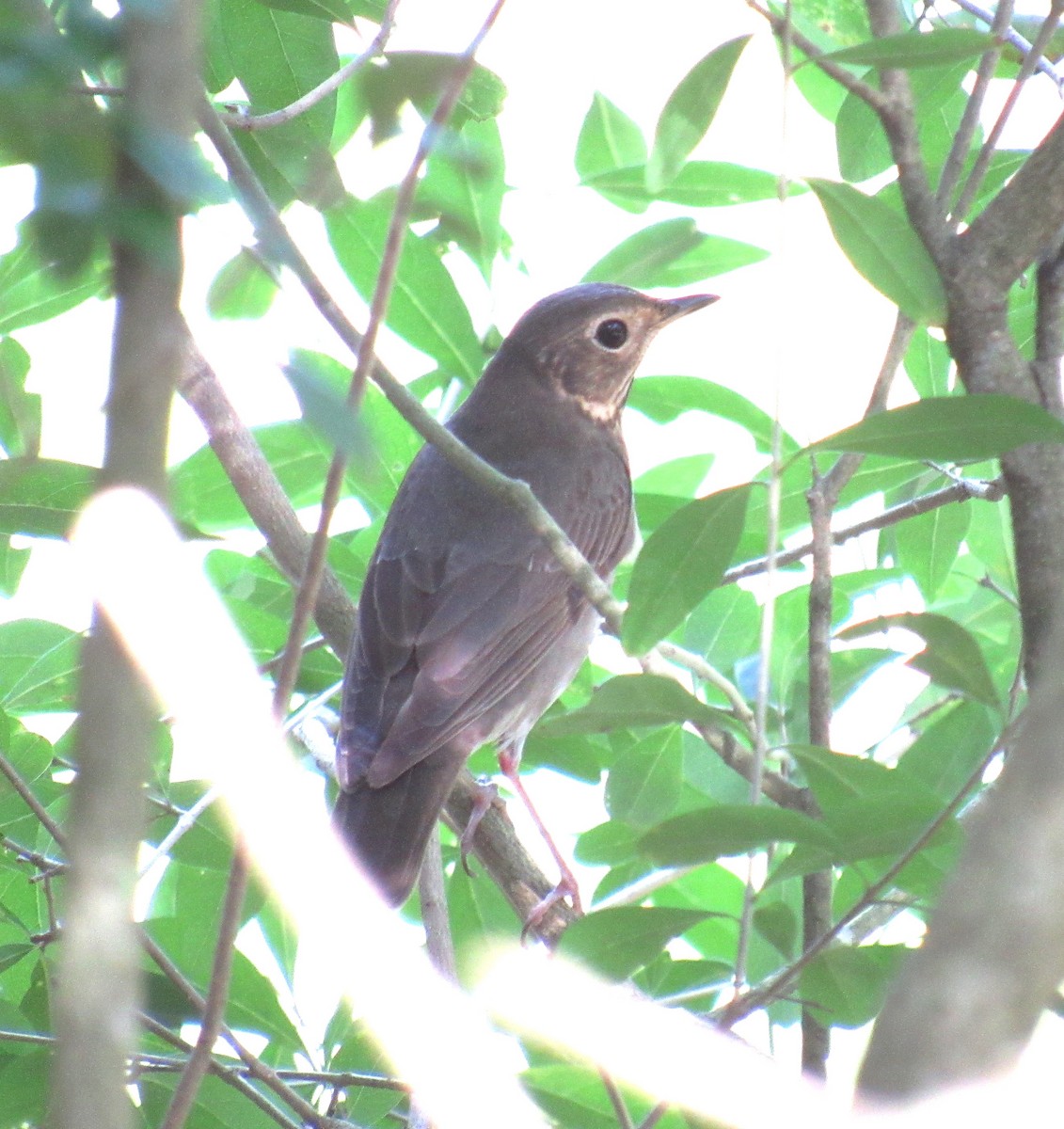 Swainson's Thrush - ML227567721