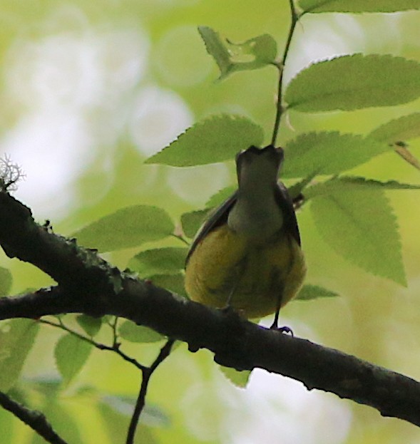 Blue-winged Warbler - ML227567741