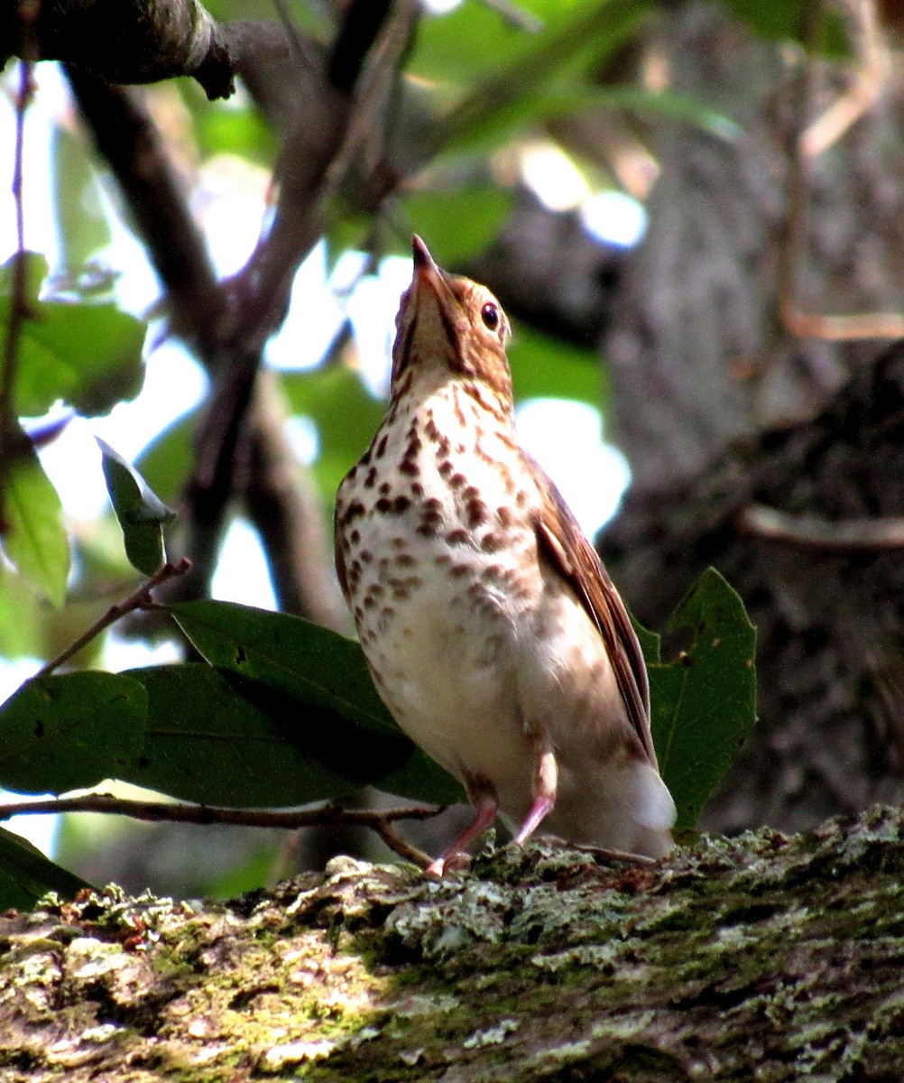 Swainson's Thrush - ML227567771