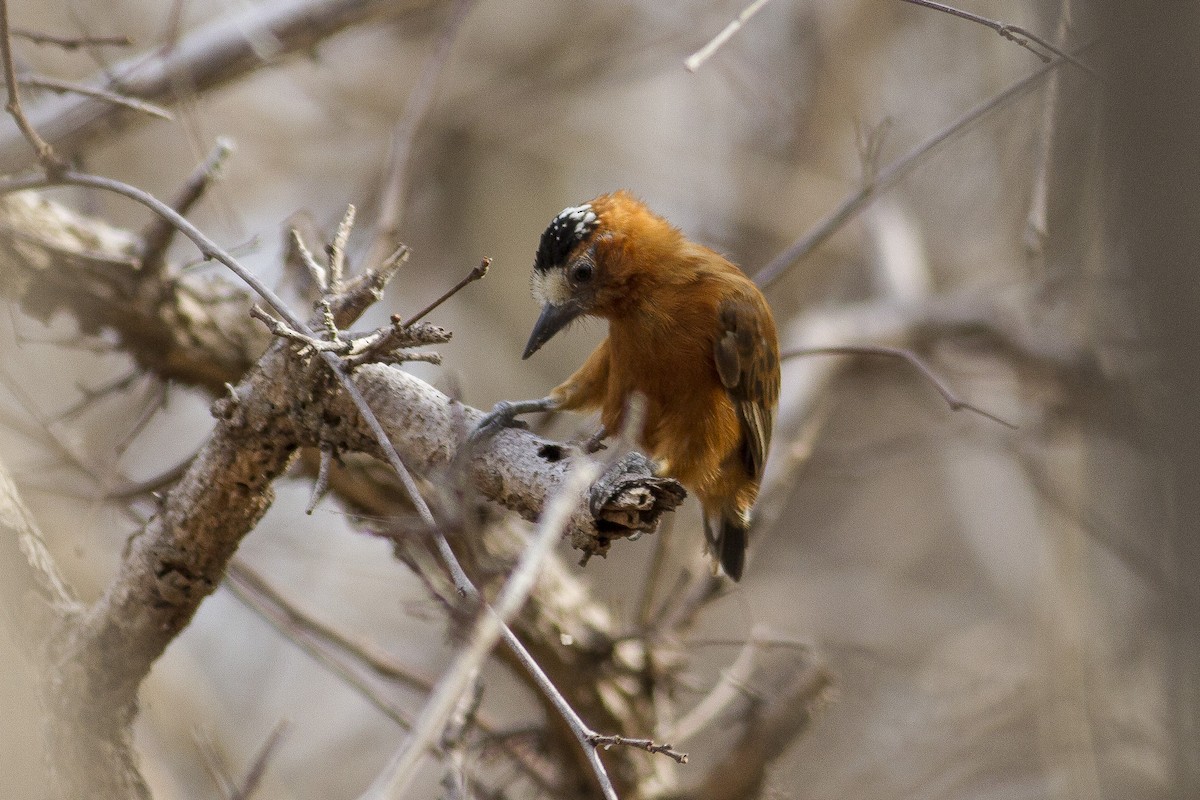 Chestnut Piculet - ML227567811