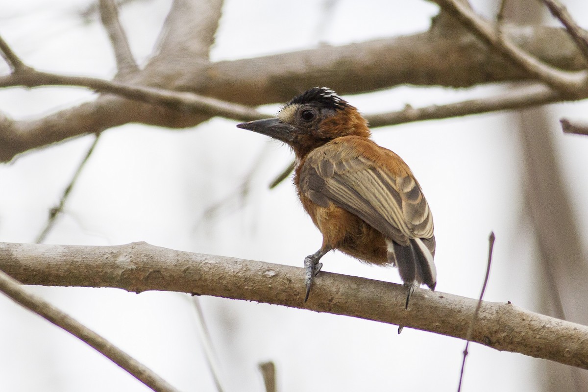 Chestnut Piculet - Jacob Drucker