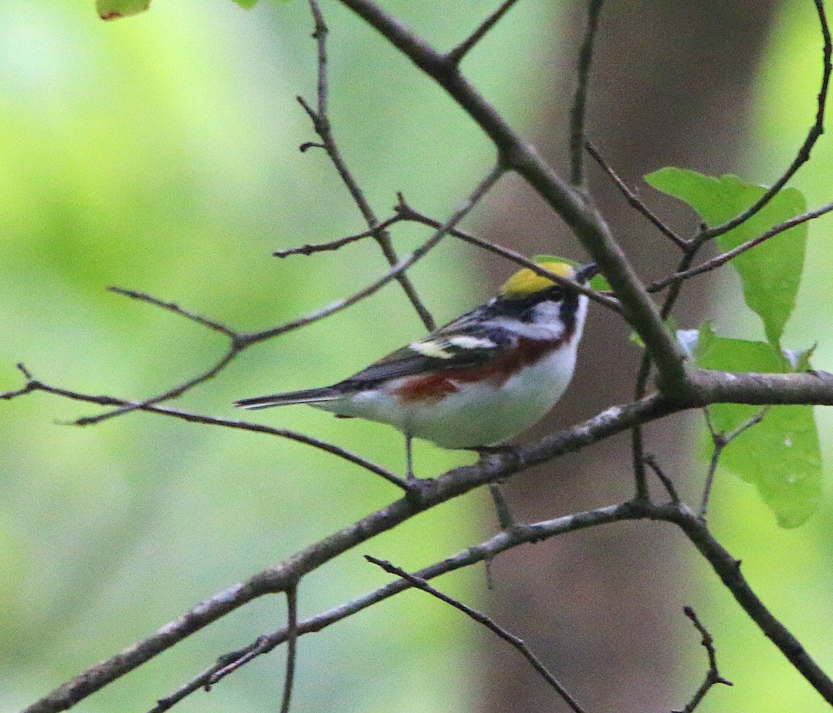 Chestnut-sided Warbler - ML227567951