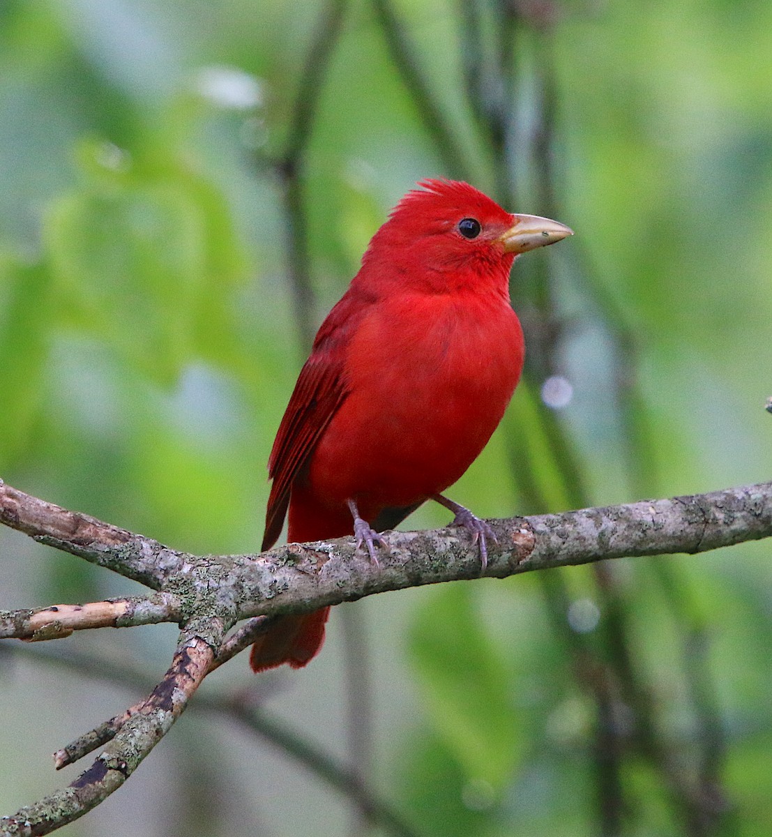 Summer Tanager - Lori White