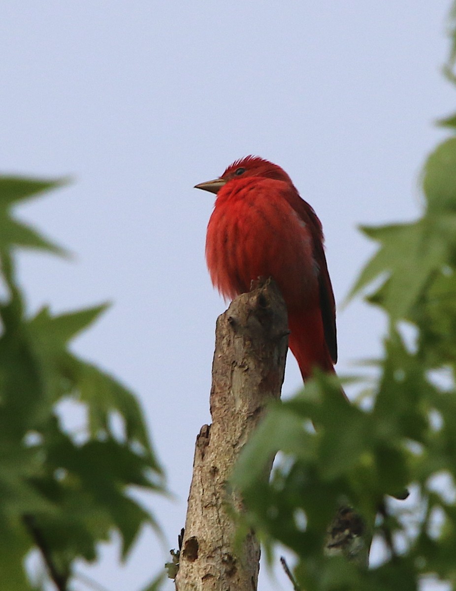 Summer Tanager - Lori White