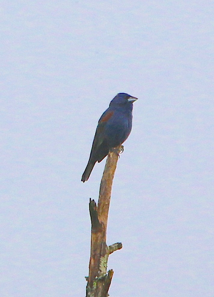 Blue Grosbeak - ML227568201