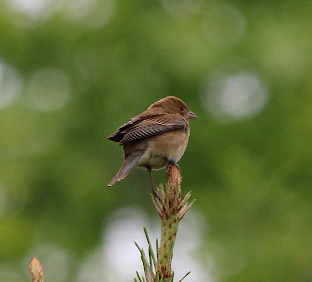 Indigo Bunting - ML227568281