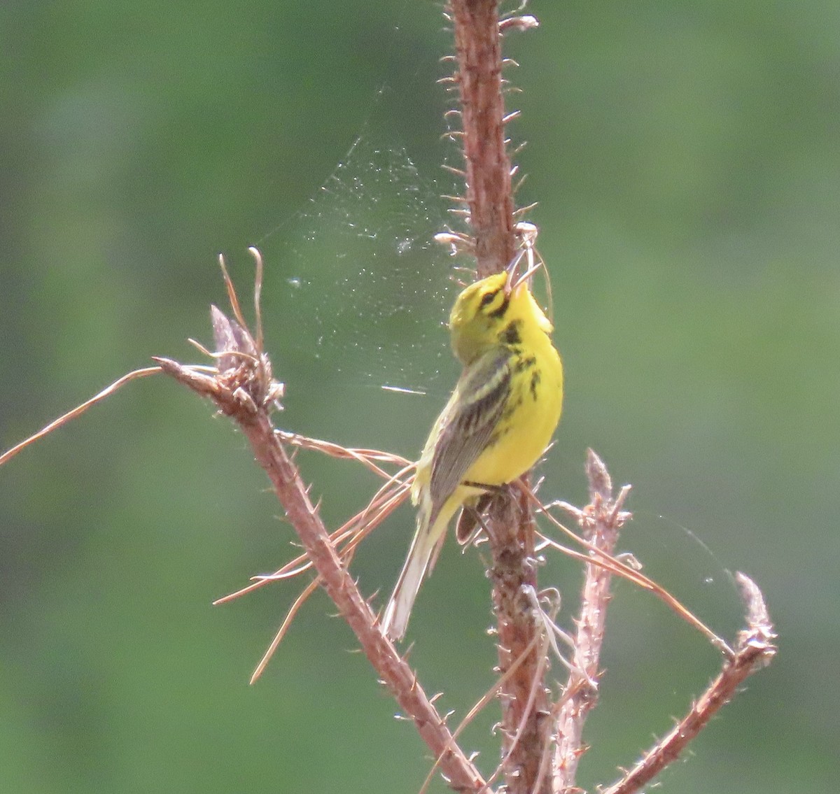 Prairie Warbler - ML227568671