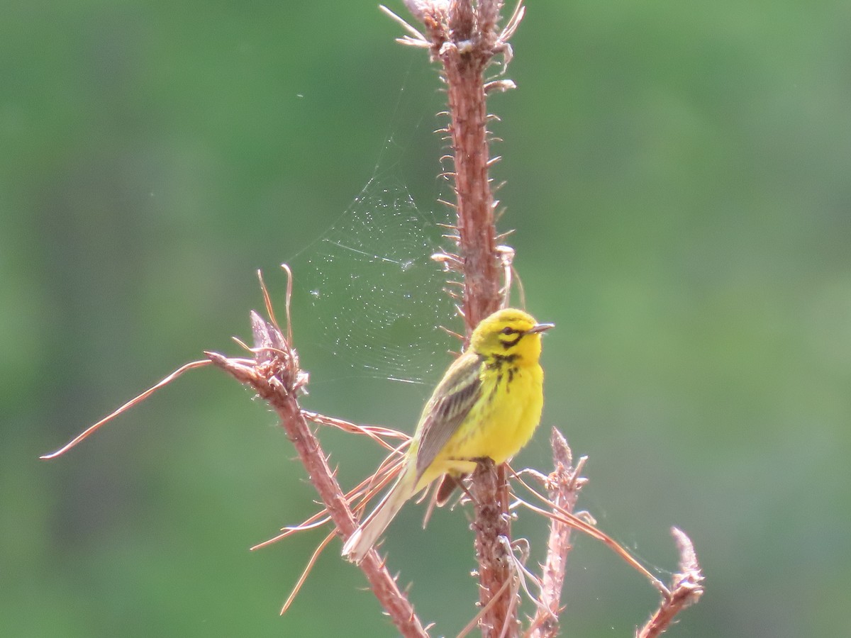 Prairie Warbler - ML227568721