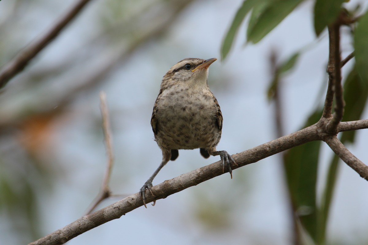 Stripe-backed Wren - ML227569171