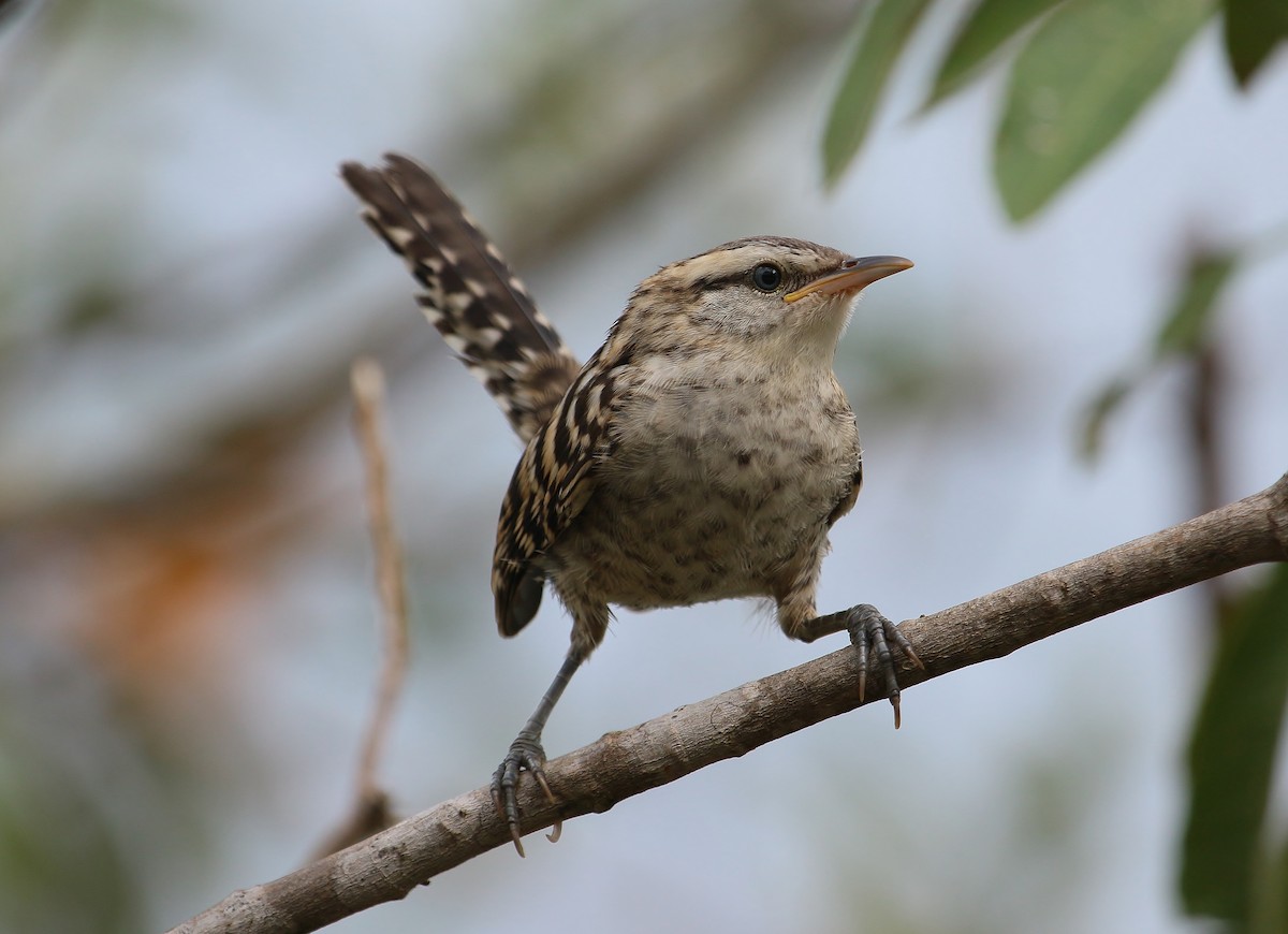 Stripe-backed Wren - ML227569411