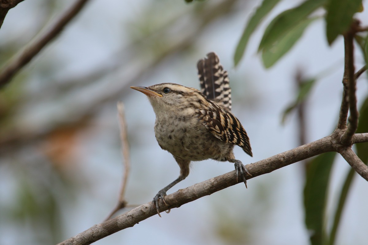 Stripe-backed Wren - ML227569811