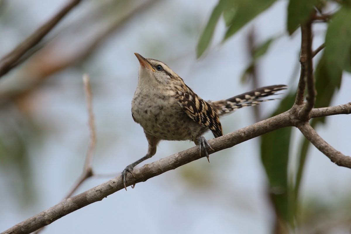 Stripe-backed Wren - ML227570251